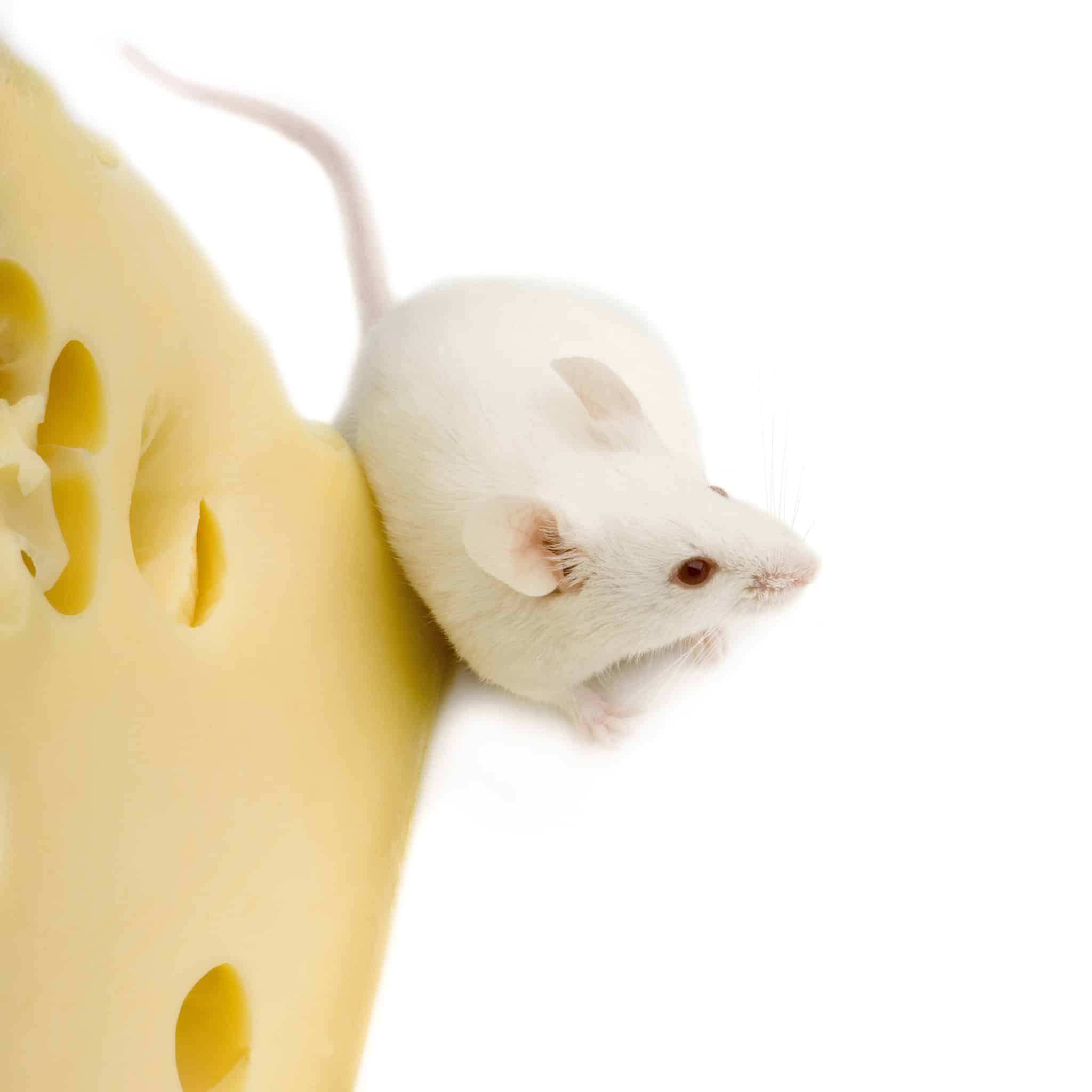 comment choisir la bonne souris sans fil pour une utilisation sans contrainte